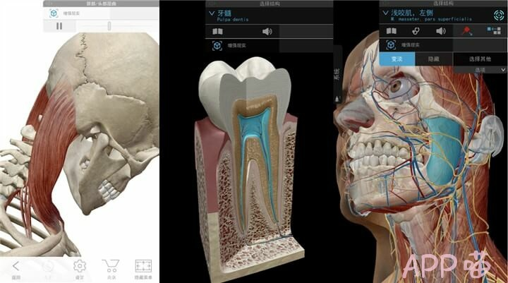 2019版人体解剖学图，神级医疗学习软件-APP喵-阿喵软件分享
